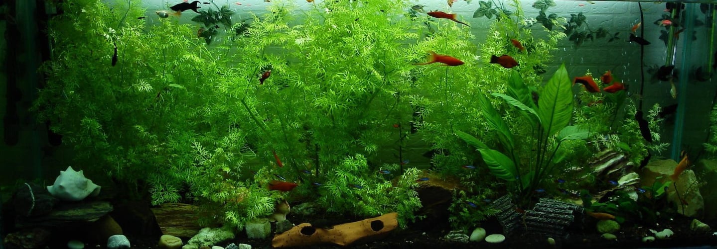 Fluval Aquariums
